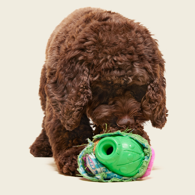 Snactus Super Chewer Durable 2-in-1 + Enrichment Dog Toy